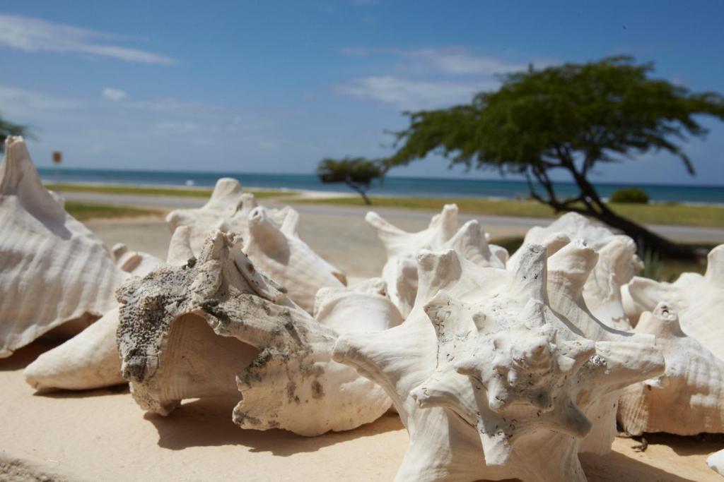 Aruba Sunset Beach Studios Palm Beach ภายนอก รูปภาพ
